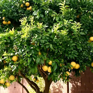 https://lemon-tree-trogir.splithotels.org